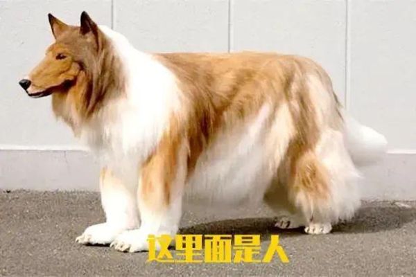 日本有哪些犬种（日本有哪些犬种名字）