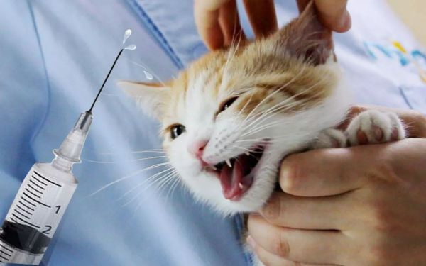 猫咪体外驱虫药品排行榜，哪个牌子好？