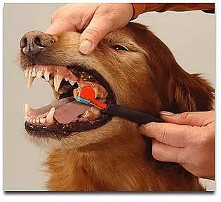 挡住狗狗的牙齿：教你3招阻止家具被狗狗啃咬的方法