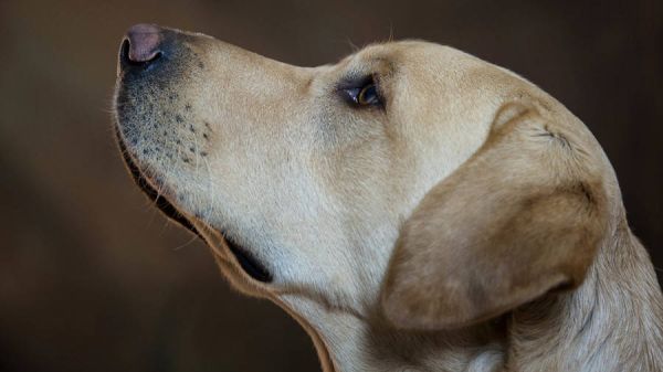 如何通过训练增强聋狗的听力感知能力？