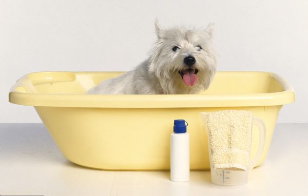 如何正确给狗狗洗澡？洗澡时需要注意哪些地方？